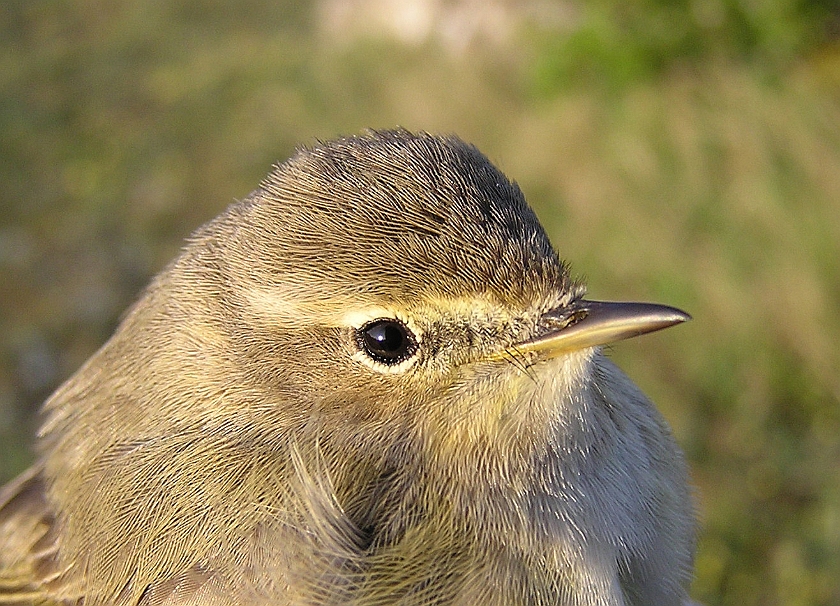 Chiffchaff, Sundre 20070505